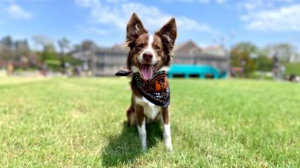 Brown dog wearing Tito's Handmade Vodka smiling in the grass