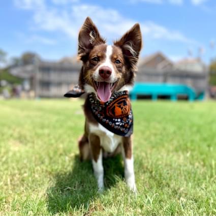 Brown dog wearing Tito's Handmade Vodka smiling in the grass