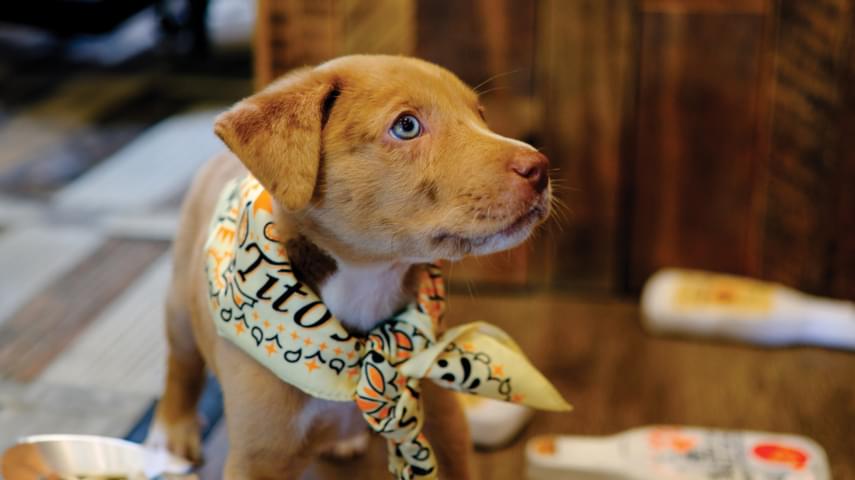 Vodka for Dog People - Tito's Handmade Vodka